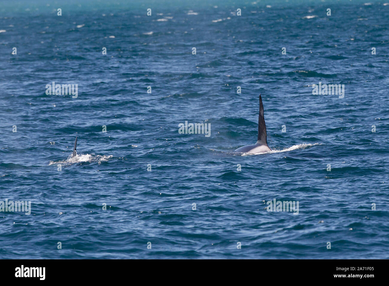 L'épaulard ou orque, Orcinus orca à Kenai Fjords National Park dans le borough de la péninsule de Kenai en Alaska près de Seward. Banque D'Images