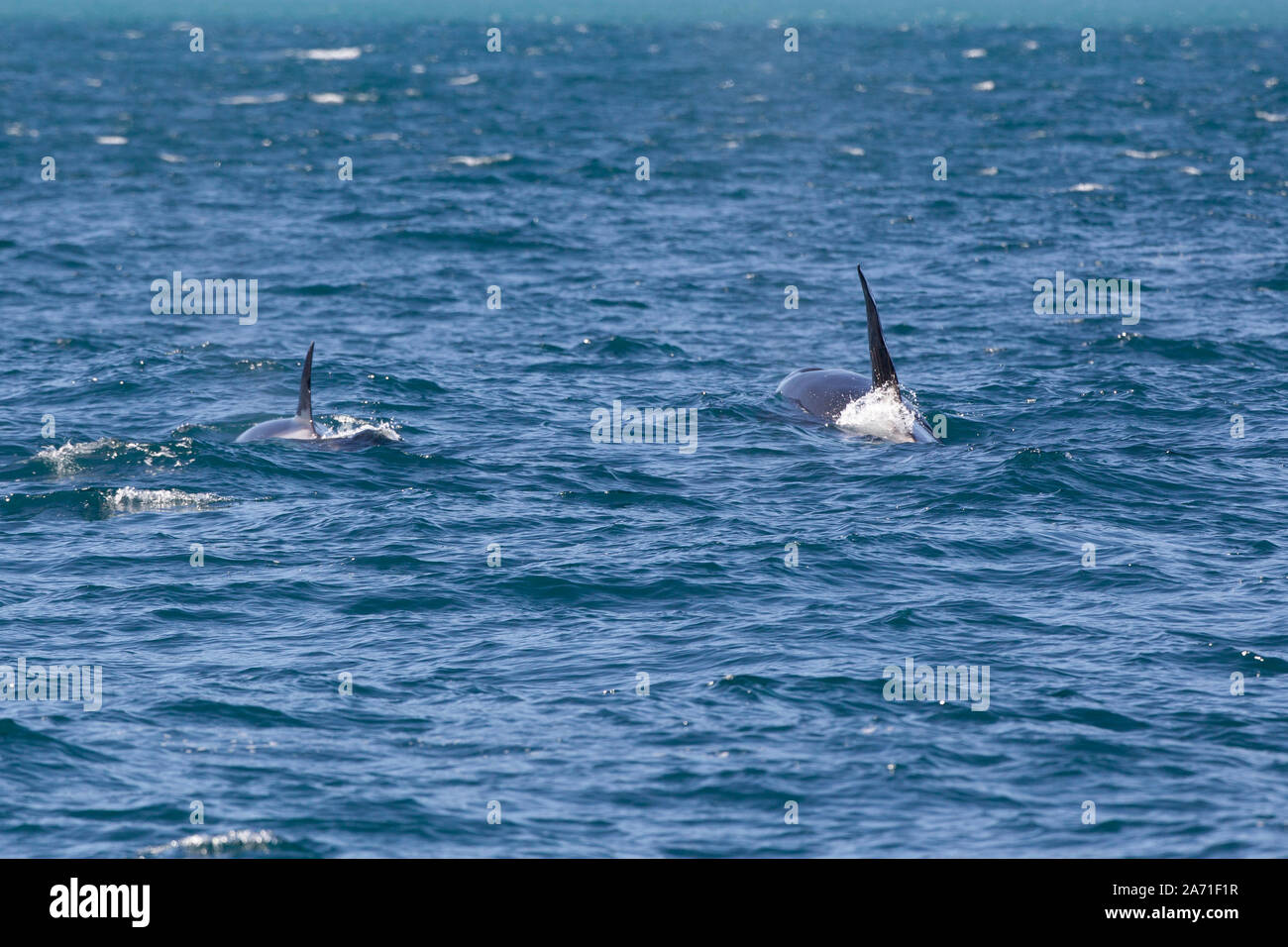 L'épaulard ou orque, Orcinus orca à Kenai Fjords National Park dans le borough de la péninsule de Kenai en Alaska près de Seward. Banque D'Images