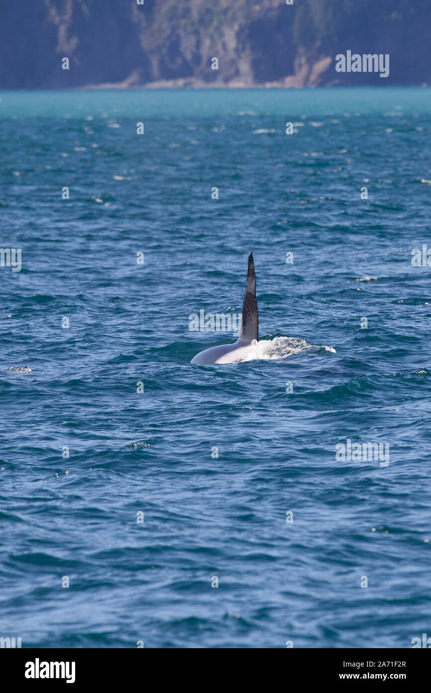 L'épaulard ou orque, Orcinus orca à Kenai Fjords National Park dans le borough de la péninsule de Kenai en Alaska près de Seward. Banque D'Images