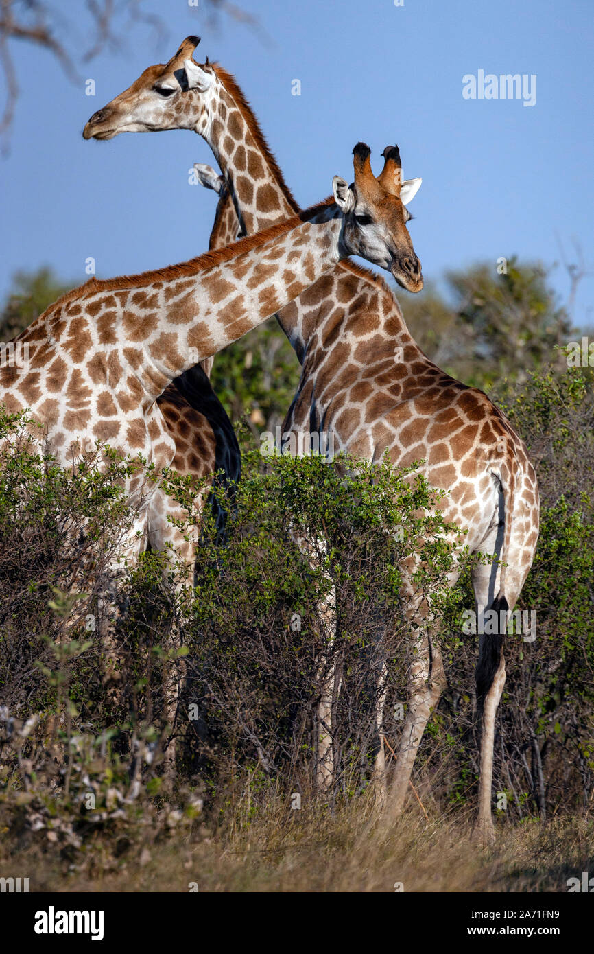 Girafe (Giraffa camelopardalis). Même un africain-toed mammifère ongulé vivant, le plus haut et le plus grand animal terrestre ruminant. Région de Savuti Banque D'Images