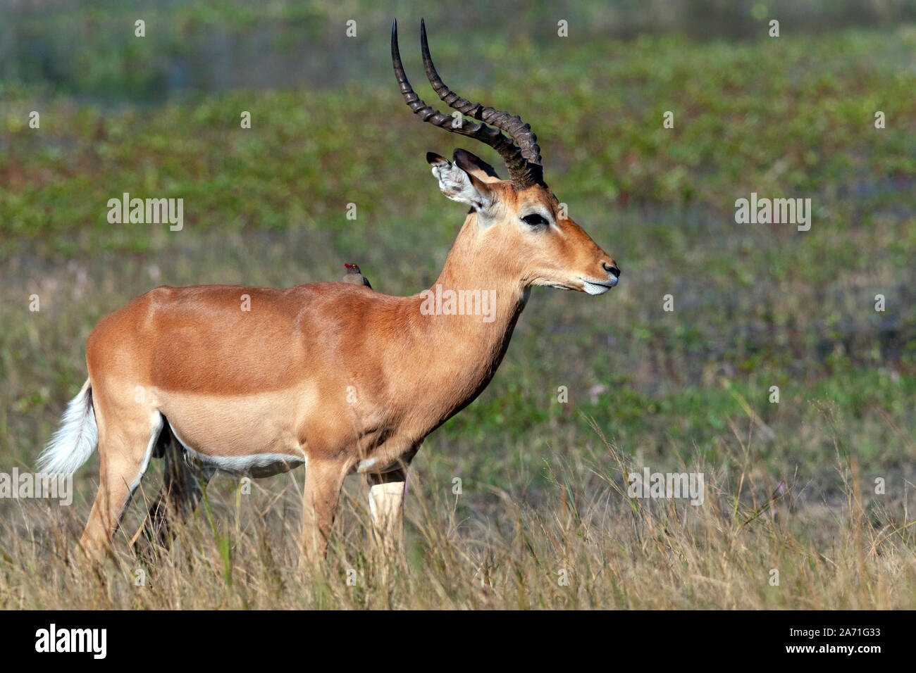 Cobes Lechwes rouges mâles (Kobus leche) antilope dans le Delta de l'Okavango au Botswana, l'Afrique du Nord. Banque D'Images