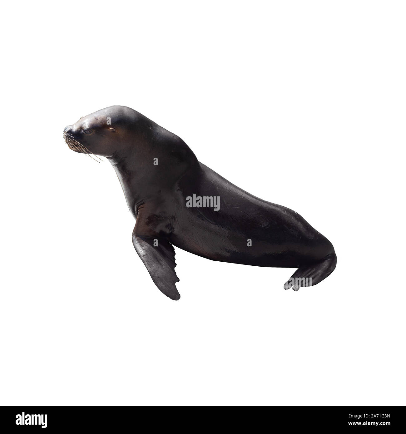 Lion de mer isolé sur fond blanc Banque D'Images