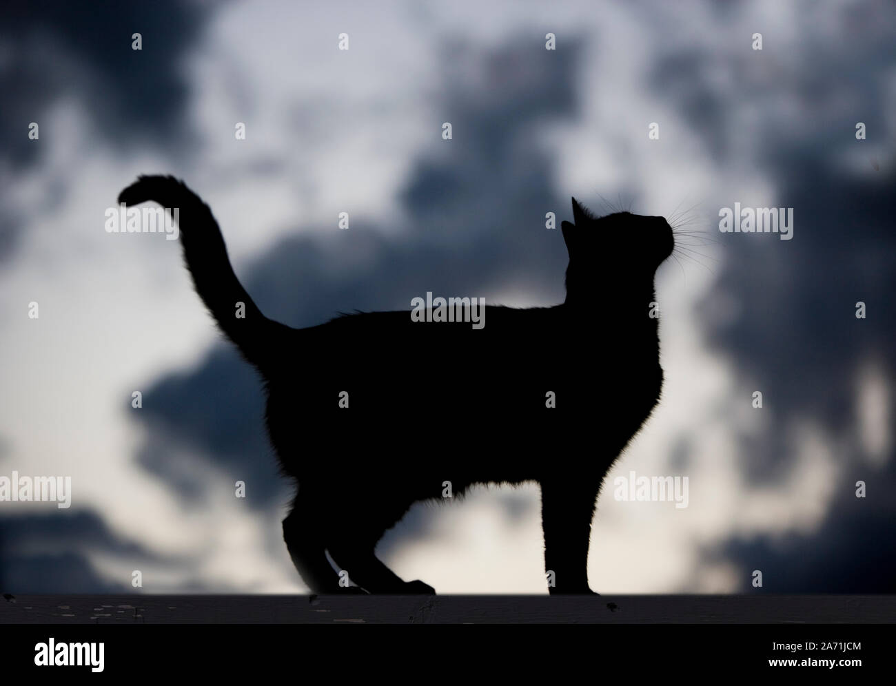 Les nuages de tempête derrière un chat noir debout sur une clôture Banque D'Images