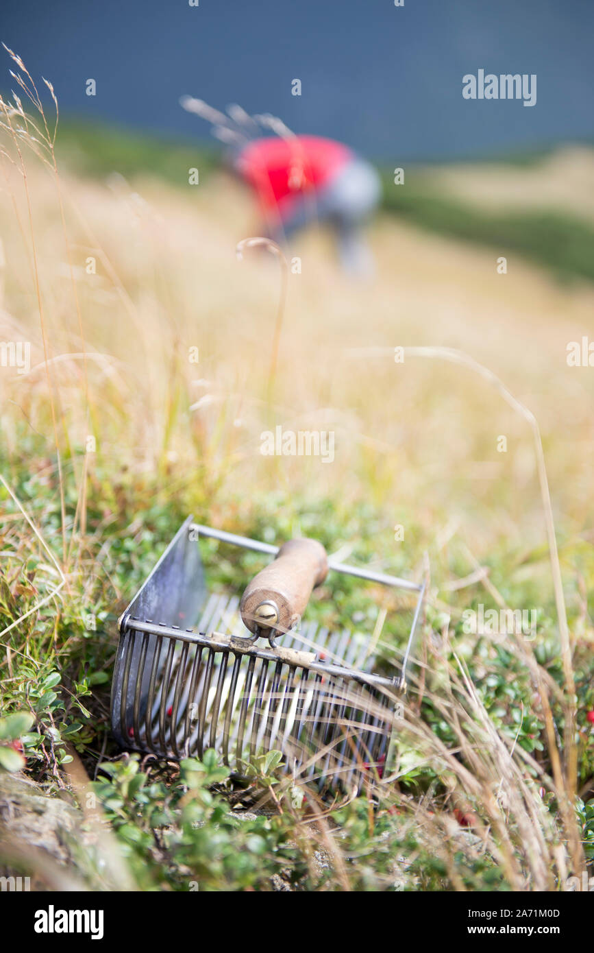 Saison de récolte de la canneberge sauvage, des baies Comb posés dans l'herbe Banque D'Images