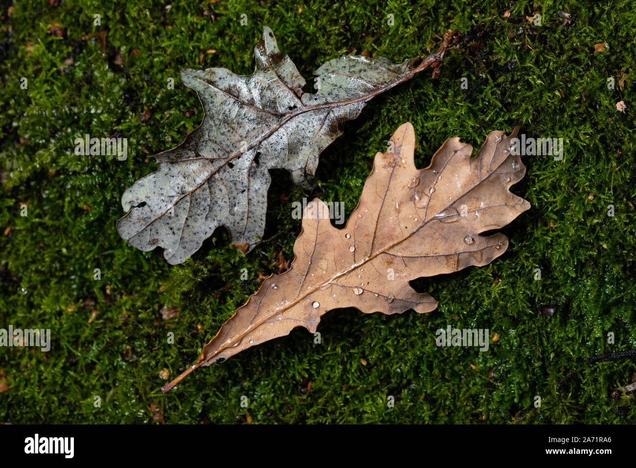 Les feuilles fanées séchées à la fin de l'automne Banque D'Images