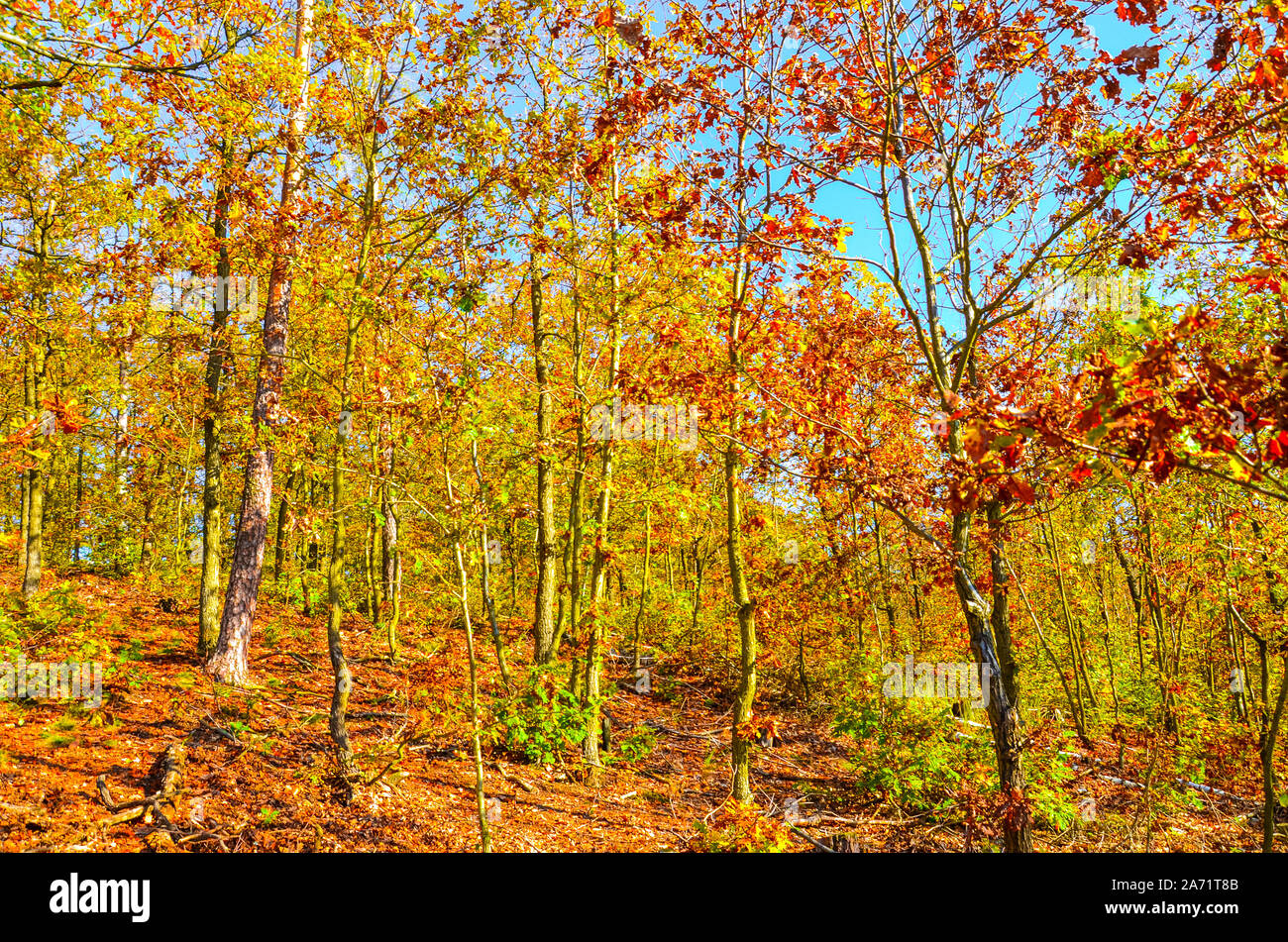 Belle forêt d'automne avec des arbres d'automne. Feuillage en golden, jaune et orange. Paysage d'automne, le bois. Nature Paysage. Saisons de l'année. Banque D'Images