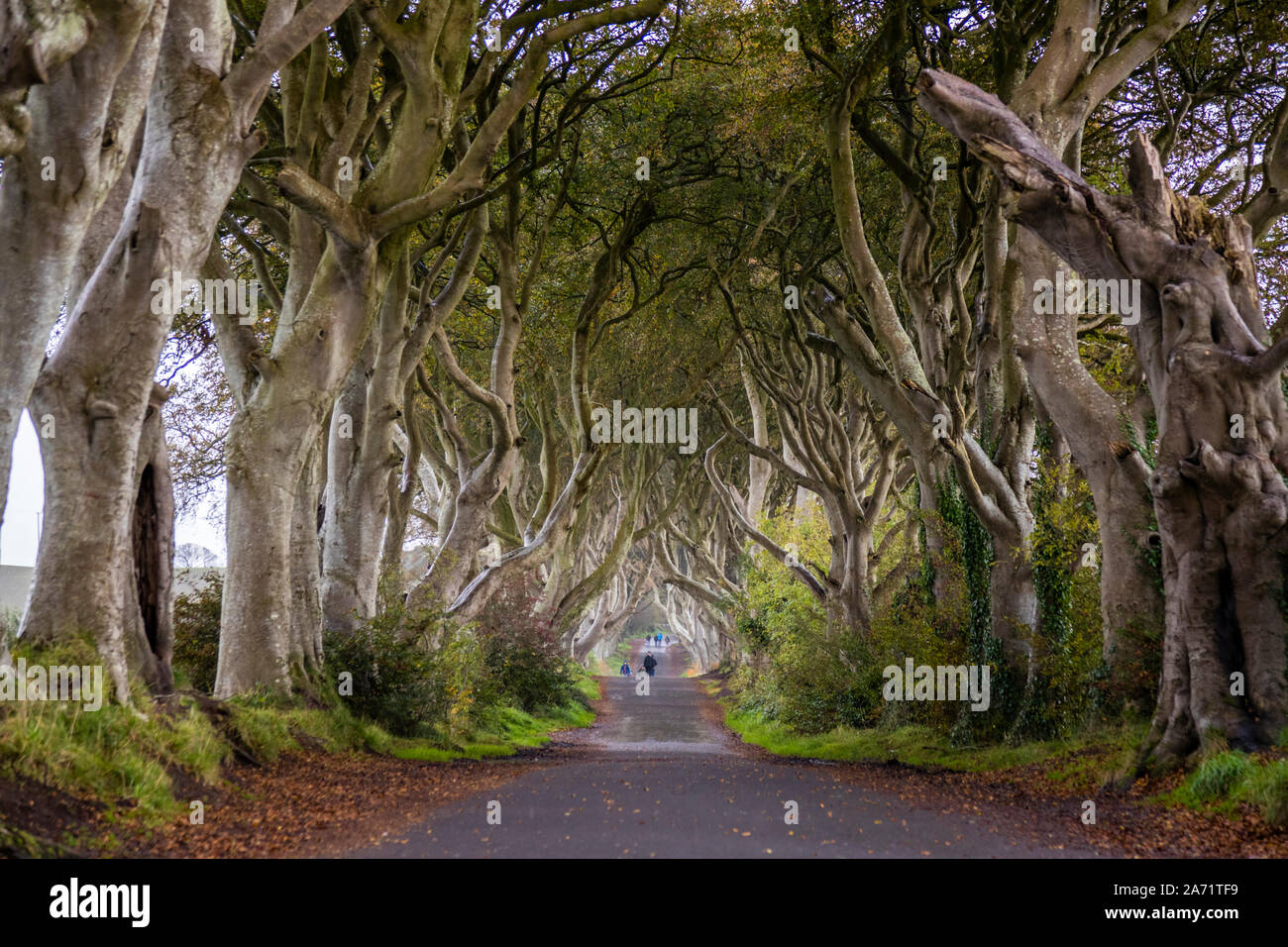 Le Dark Hedges près de Ballymoney, en Irlande du Nord Banque D'Images