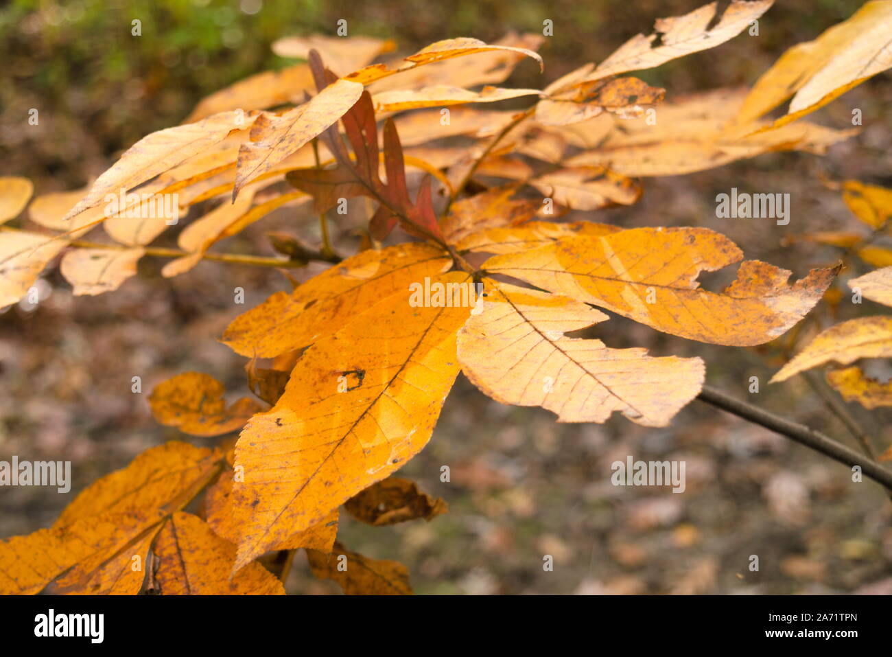 Automne feuilles orange Banque D'Images