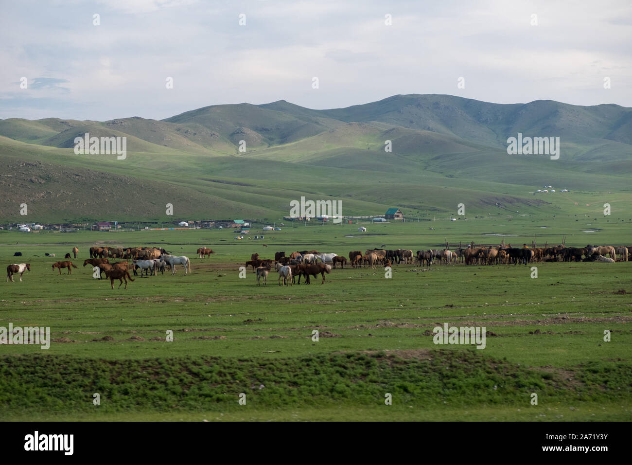 Mongolian-Manchurian incroyable Grassland Banque D'Images
