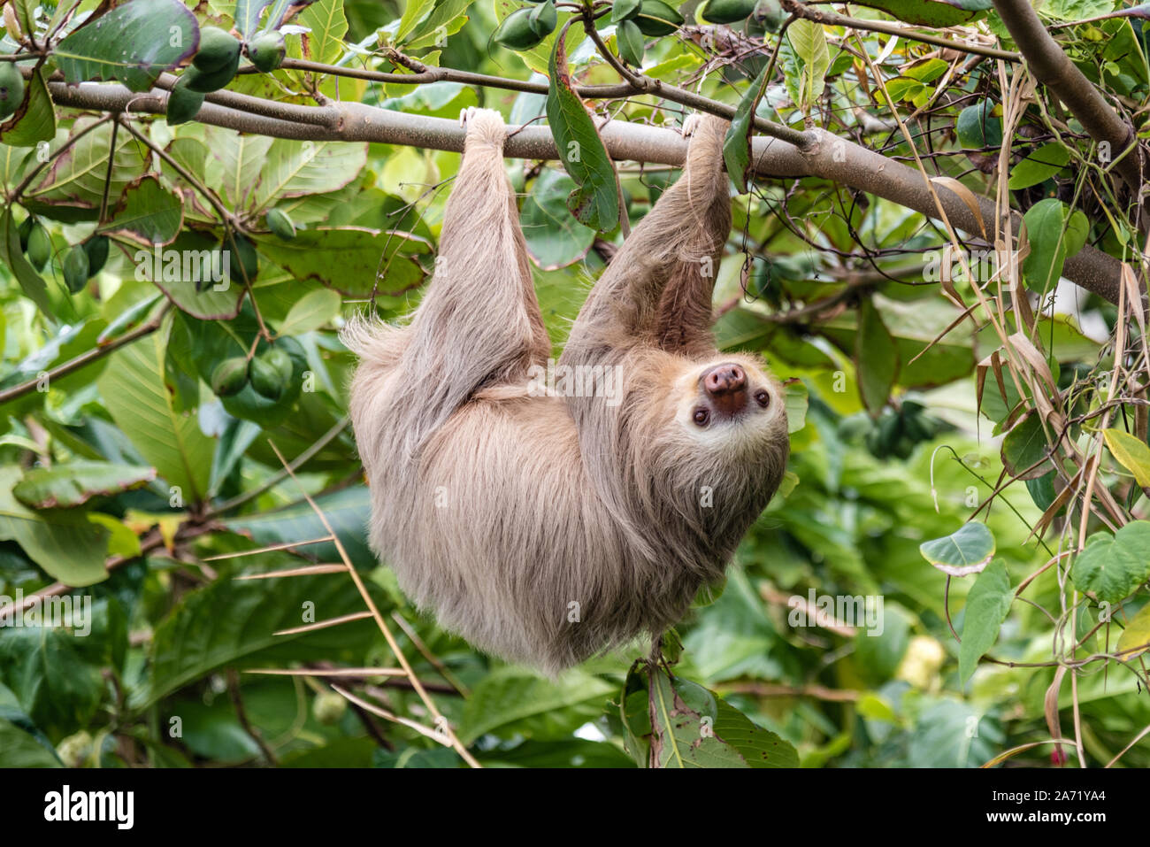 Hoffman's Deux-toed Sloth (Choloepus Hoffmanni) dans la nature, des forêts du Costa Rica, en Amérique latine Banque D'Images