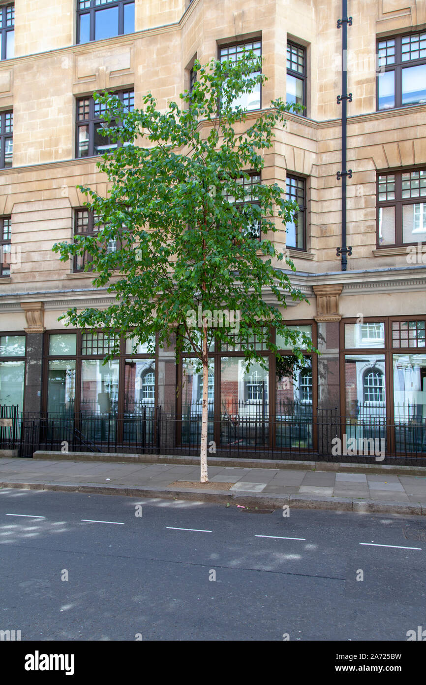 Bouleau (Betula papyrifera Kenai 'Kenaica') rue arbre, Westminster, Londres W1 Banque D'Images