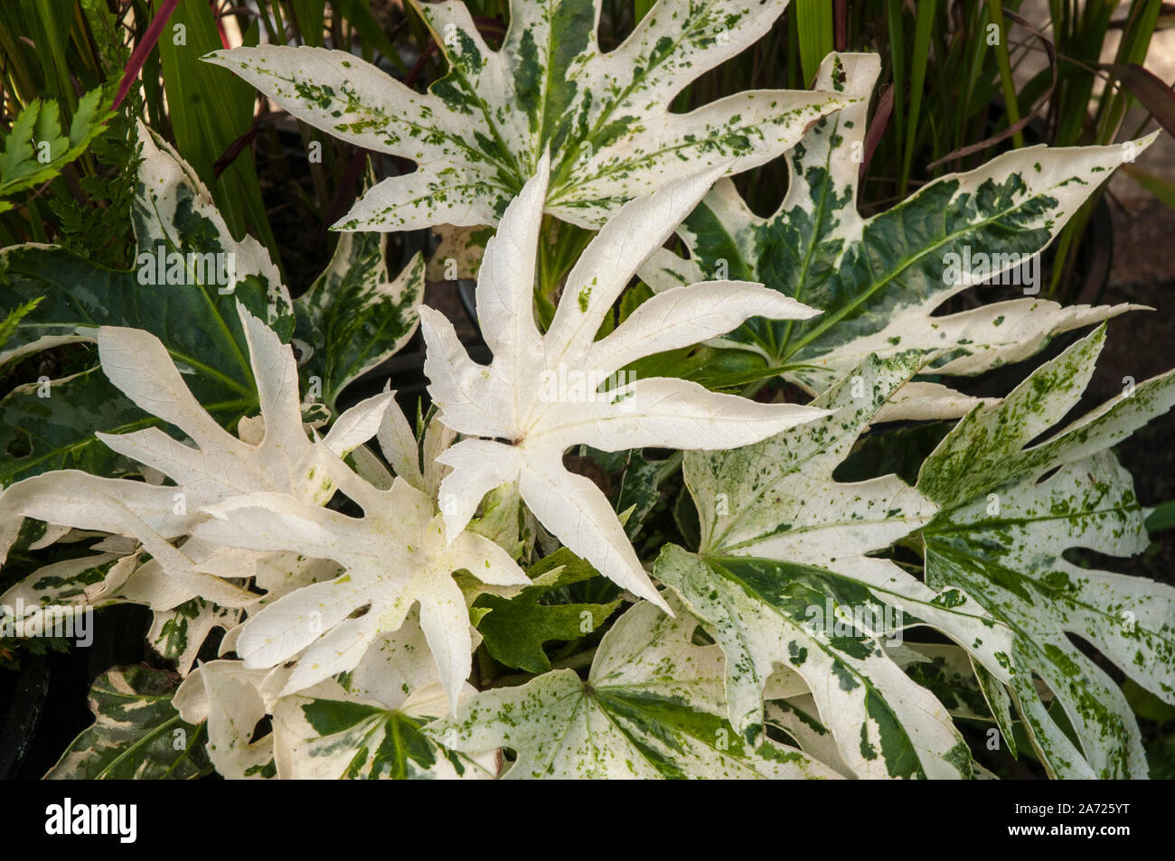 Fatsia japonica Spiders Web est une plante qui a des feuilles vertes et blanches d'un arbuste buissonnant qui est toujours verte et entièrement hardy Banque D'Images