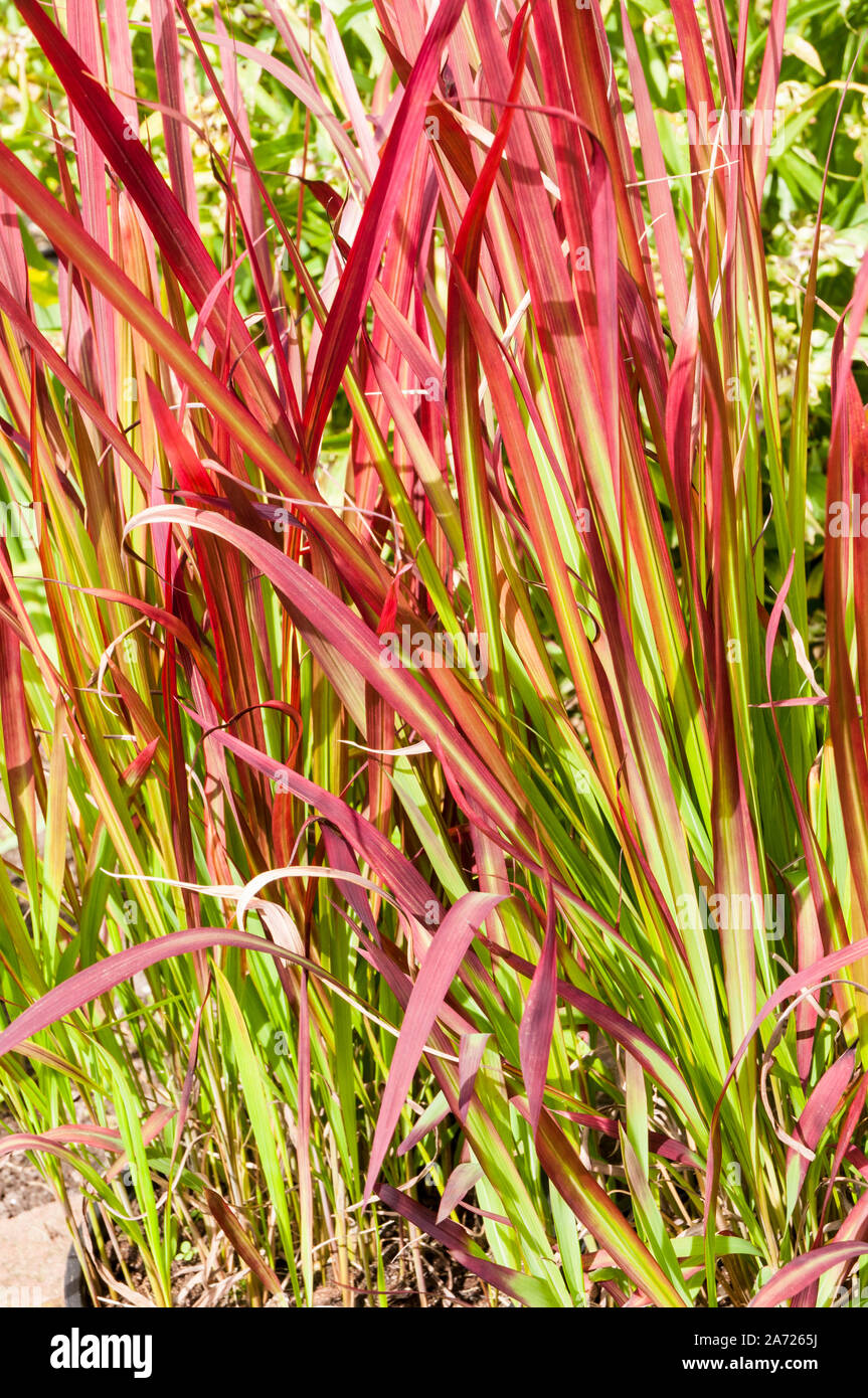 Les herbes rouges Imperata cylindrica Rubra Red Baron. C'est une graminée  vivace rustique au gel Photo Stock - Alamy