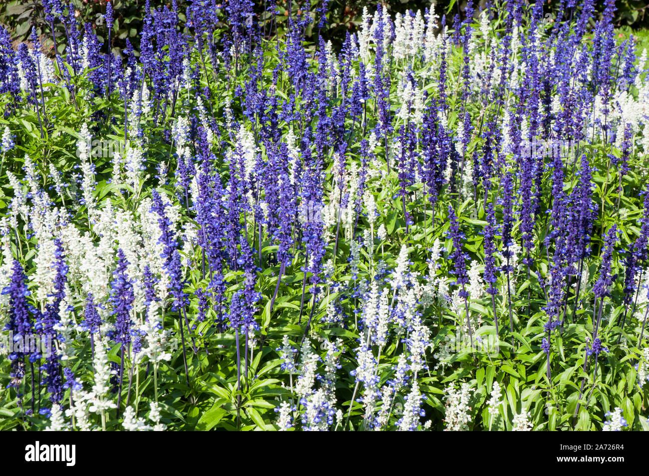 Un lit de fleur de la salvia farinaceae strates. Fleurs bleu et blanc sur une plante vivace mais généralement cultivée comme annuelle floraison à partir de l'été jusqu'à l'automne. Banque D'Images