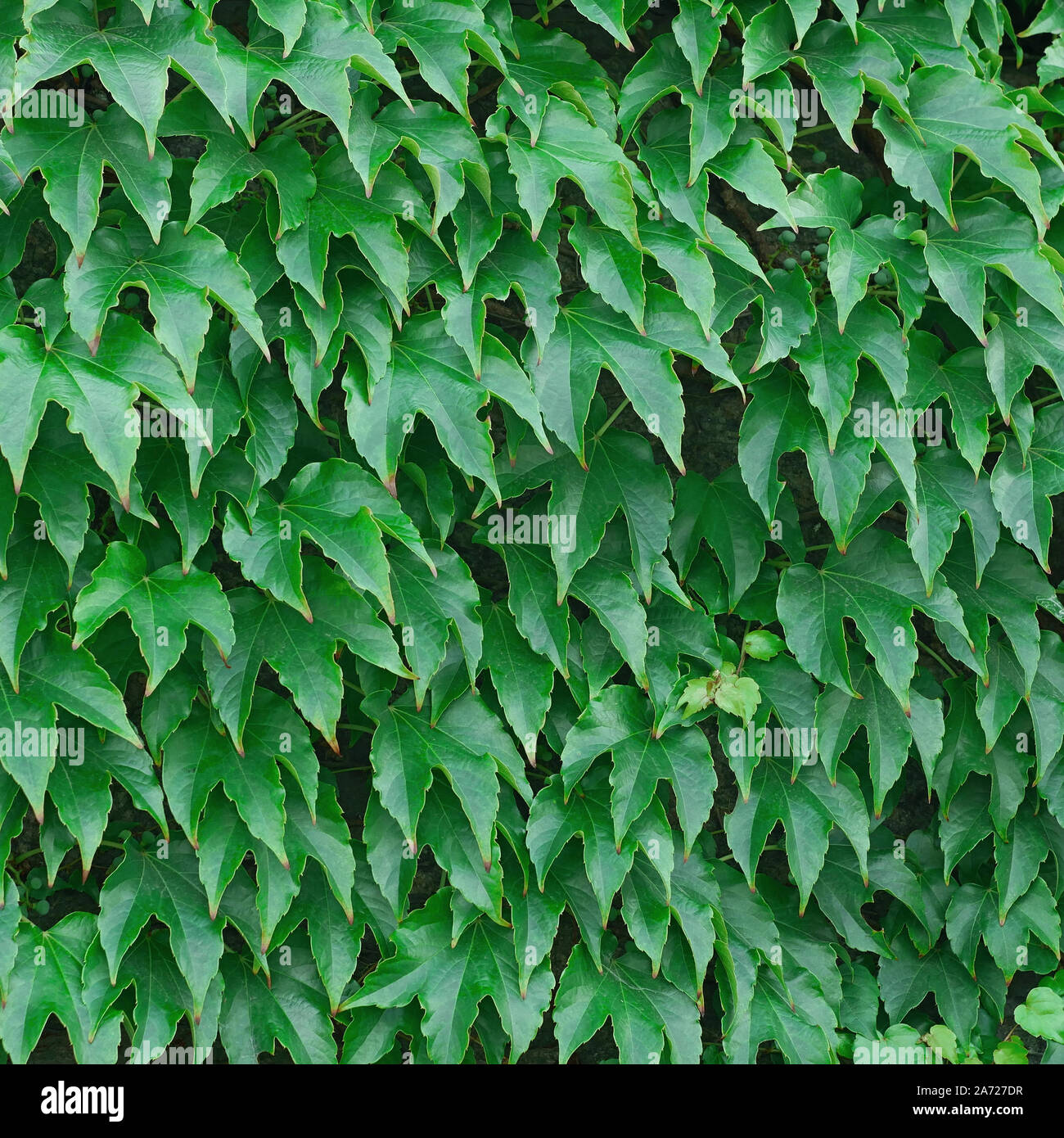 Feuilles vertes avec des raisins ou fille en Amérique du Parthenocissus tricuspidata Veitchii Banque D'Images