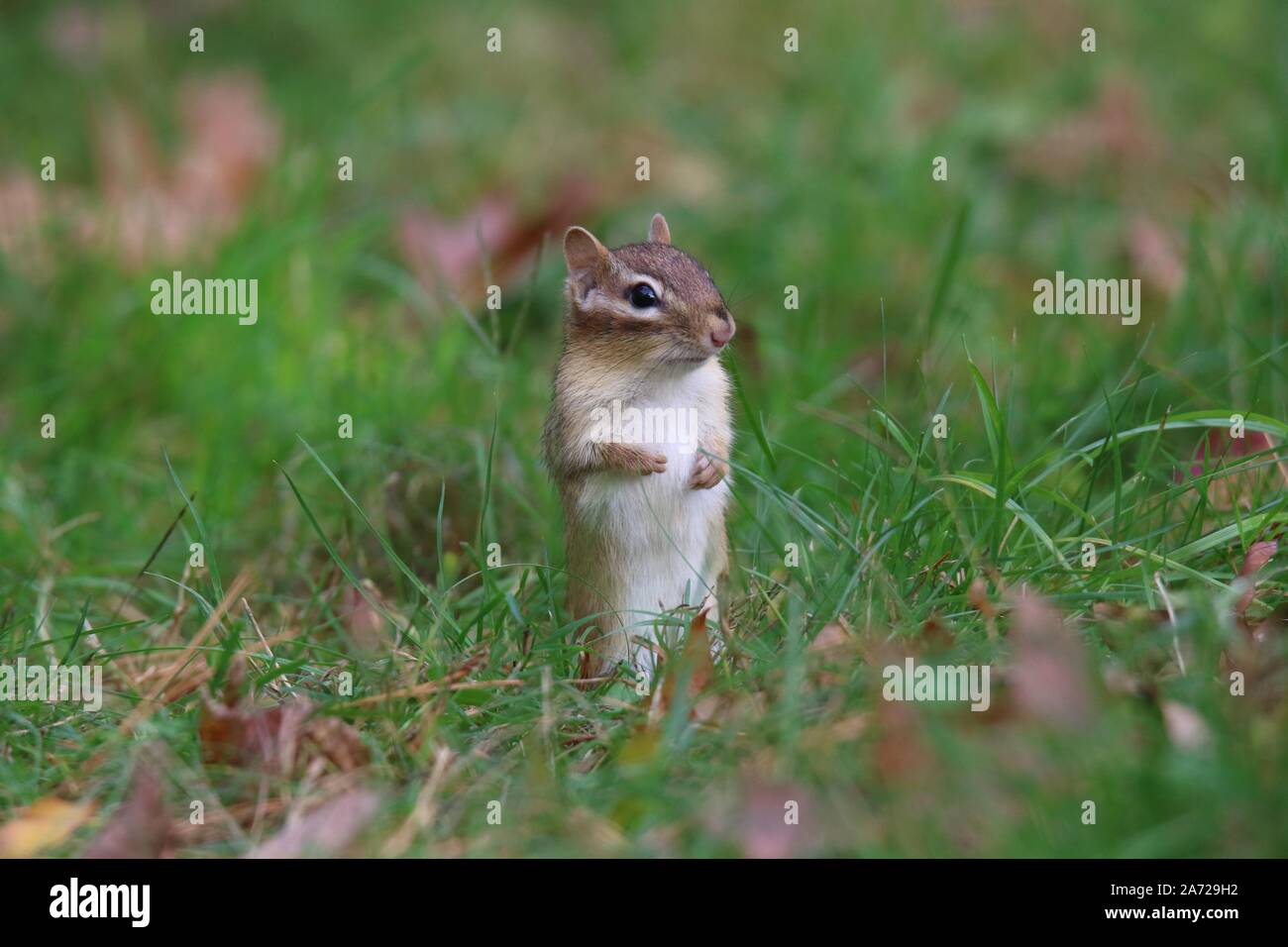 Un mignon petit tamia rayé debout dans l'herbe de jeter un coup d'oeil à l'automne Banque D'Images