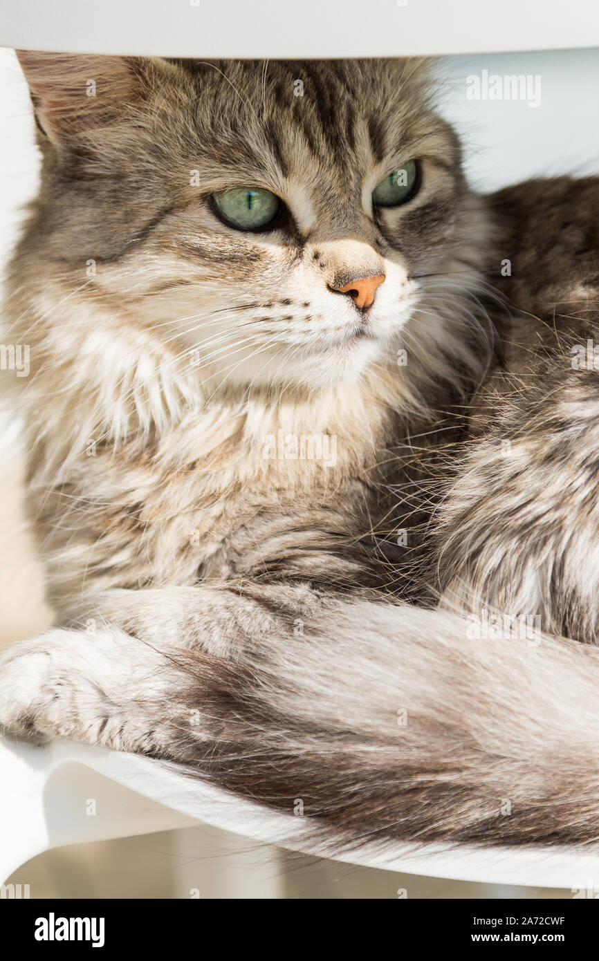 Adorable Chat A Poil Long En Siberie L Animal De Race Photo Stock Alamy Adorable Chat A Poil Long En Siberie L Animal De Race Photo Stock Alamy