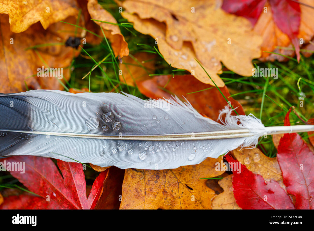 Close-up of a Feather pigeon en bois avec des gouttelettes d'eau se trouvant entre les feuilles tombées marron à partir d'un chêne (Quercus robur) et d'un érable rouge en automne Banque D'Images