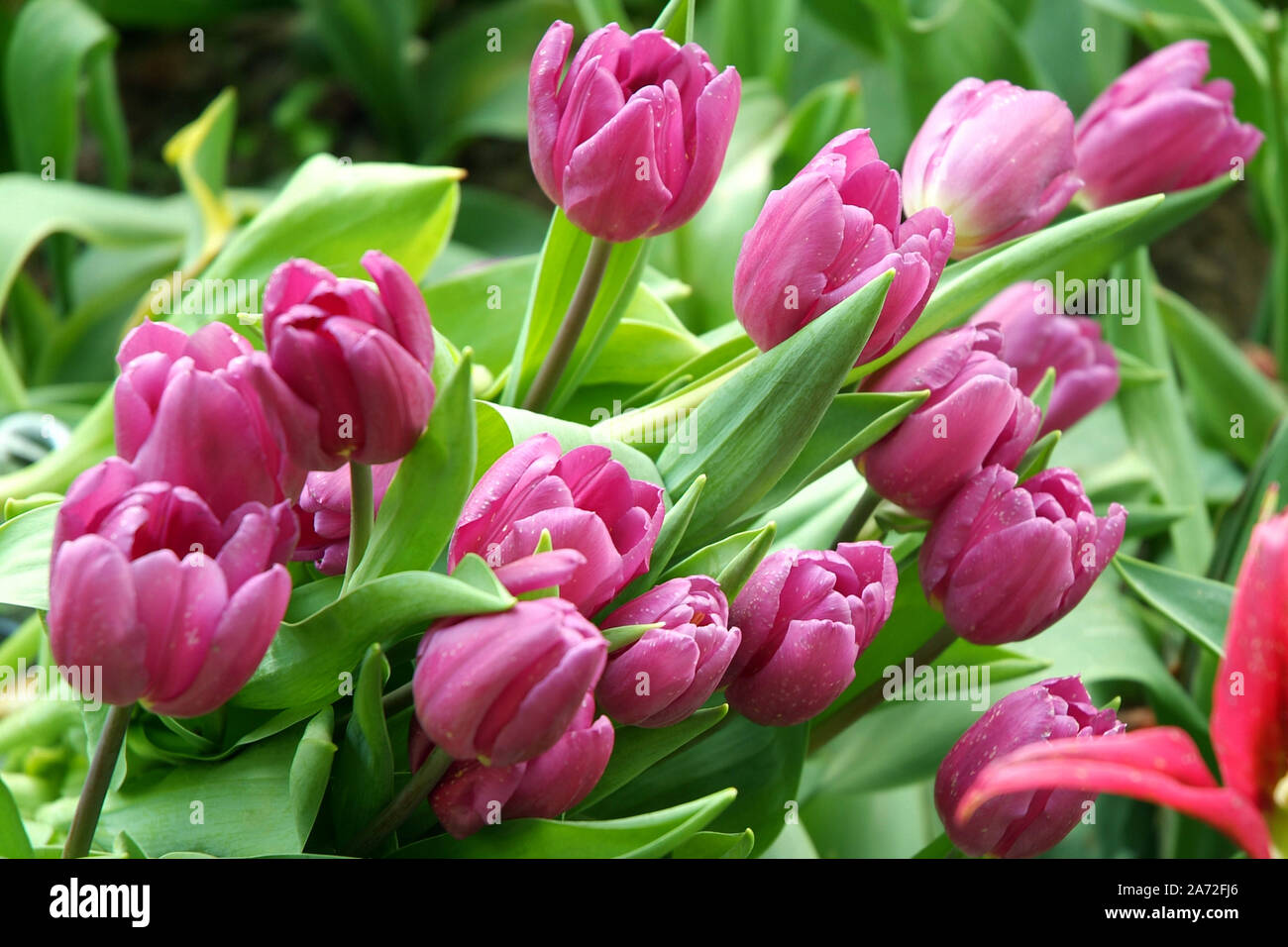 Pralormo, Piémont, Italie. Messer Tulipano avec exposition de jardinage en fleurs tulipes au printemps au Château de Pralormo. Banque D'Images