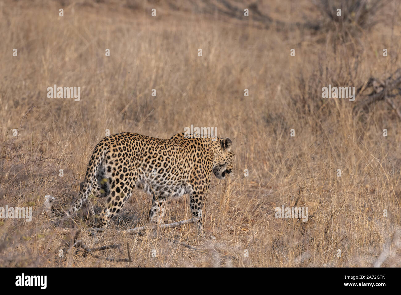 Leopard marchant à travers les herbes hautes - bush veld Banque D'Images