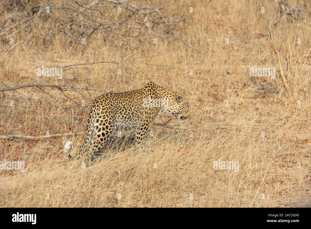 Leopard traque par de l'herbe dans open veld Banque D'Images