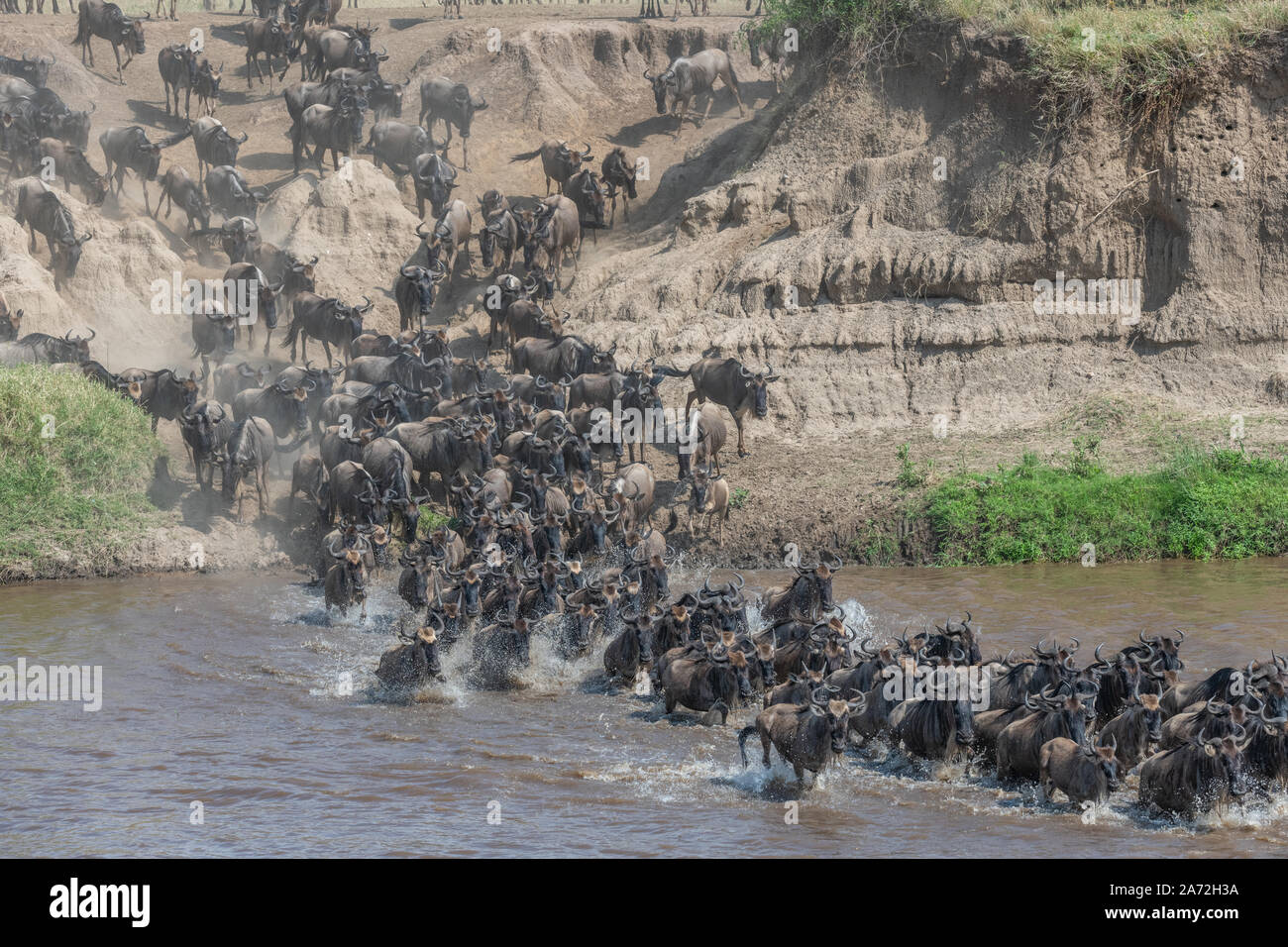 La migration Gnu - le passage de la rivière Mara Tanzanie- grand troupeau Banque D'Images