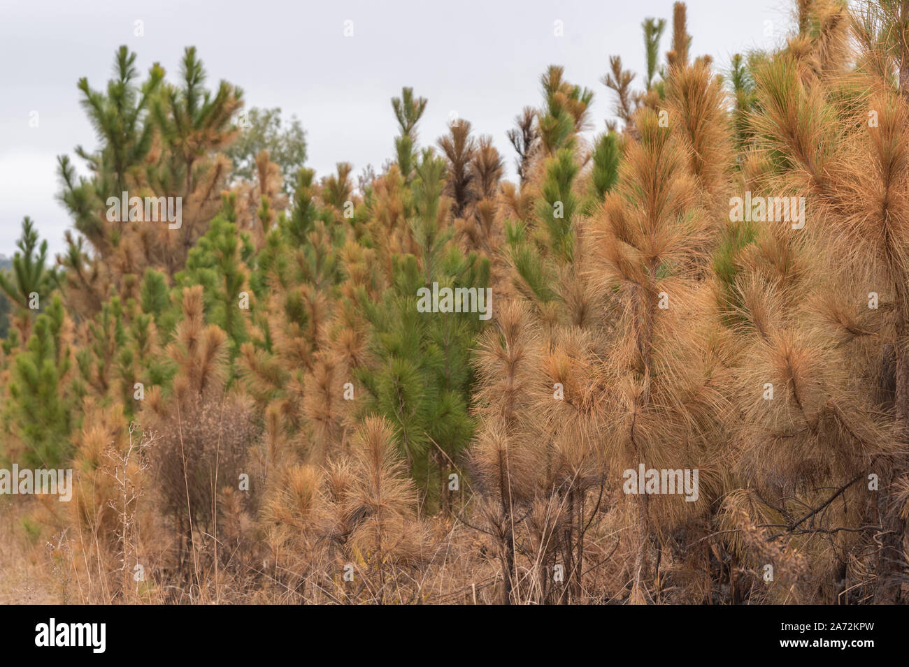 Pinus elliottii est une espèce de pin. Elle fait partie du groupe d'espèces de pins ayant une aire de répartition au Canada et aux États-Unis d'Amérique. Banque D'Images