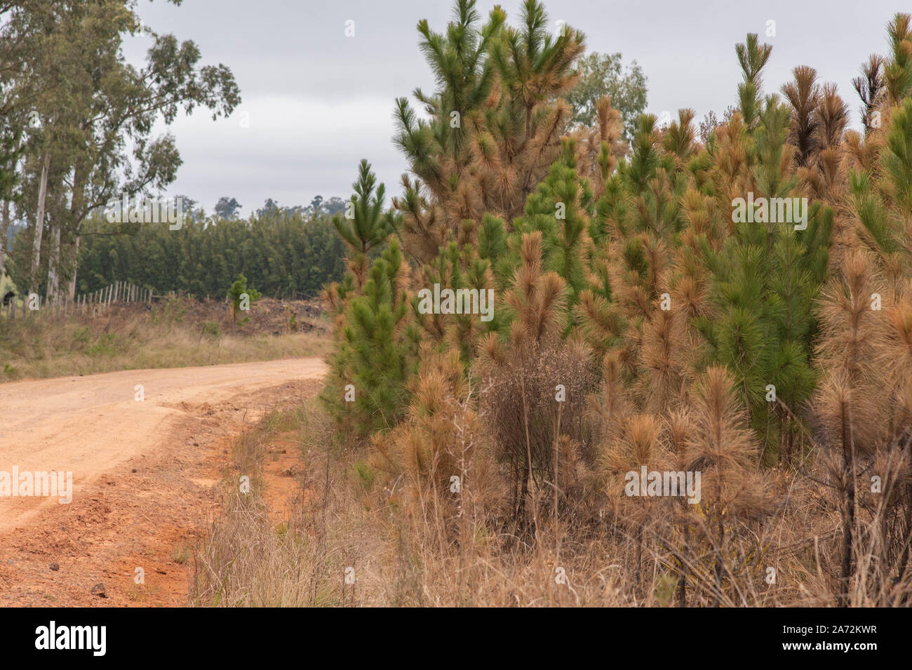 Pinus elliottii est une espèce de pin. Elle fait partie du groupe d'espèces de pins ayant une aire de répartition au Canada et aux États-Unis d'Amérique. Banque D'Images