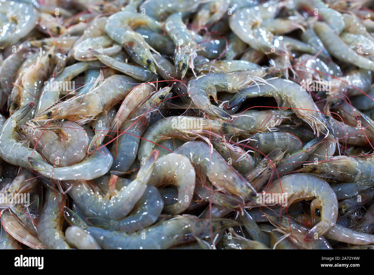 Un Tas De Gros Gros Plan De Crevettes Crues De L'océan