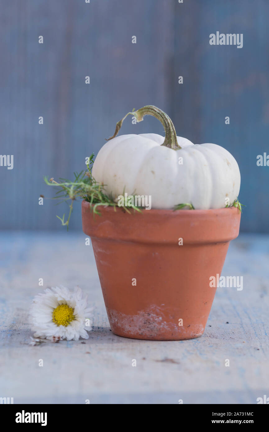 Bébé Citrouille blanc boo et daisy dans un pot en céramique Banque D'Images