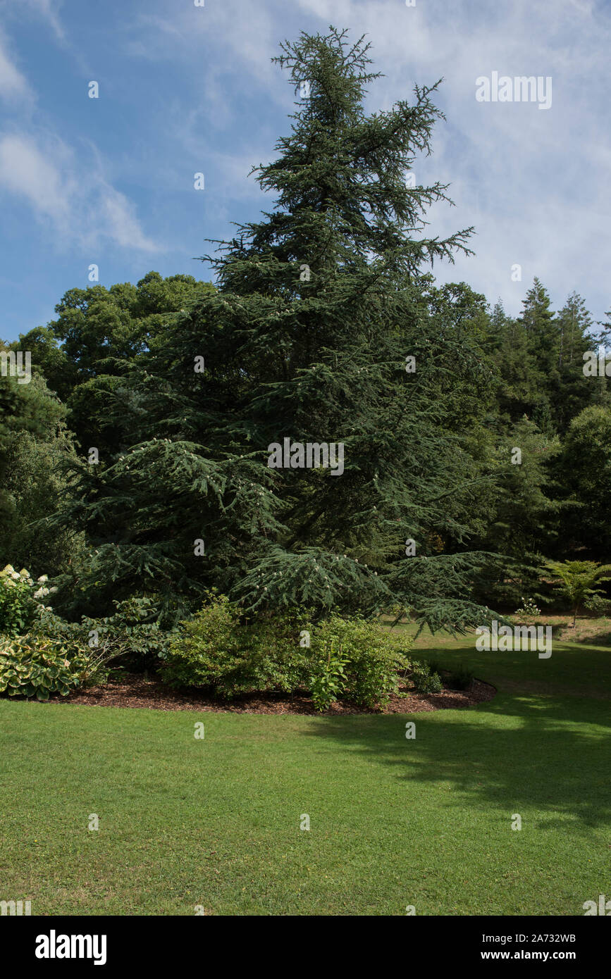 Arbre conifère toujours vert, cèdre de l'Atlas (Cedrus atlantica) dans un parc en milieu rural Devon, England, UK Banque D'Images