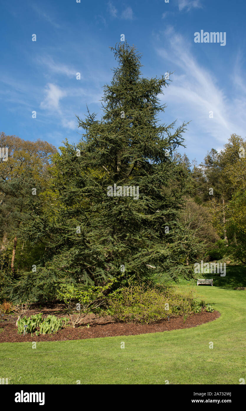 Arbre conifère toujours vert, cèdre de l'Atlas (Cedrus atlantica) dans un parc en milieu rural Devon, England, UK Banque D'Images