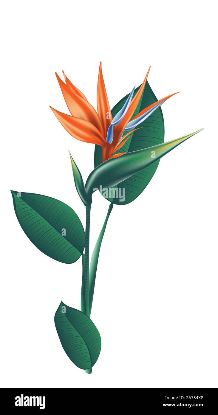 Plus d'oiseau du paradis, fleur exotique strelitzia illustration Image  Vectorielle Stock - Alamy