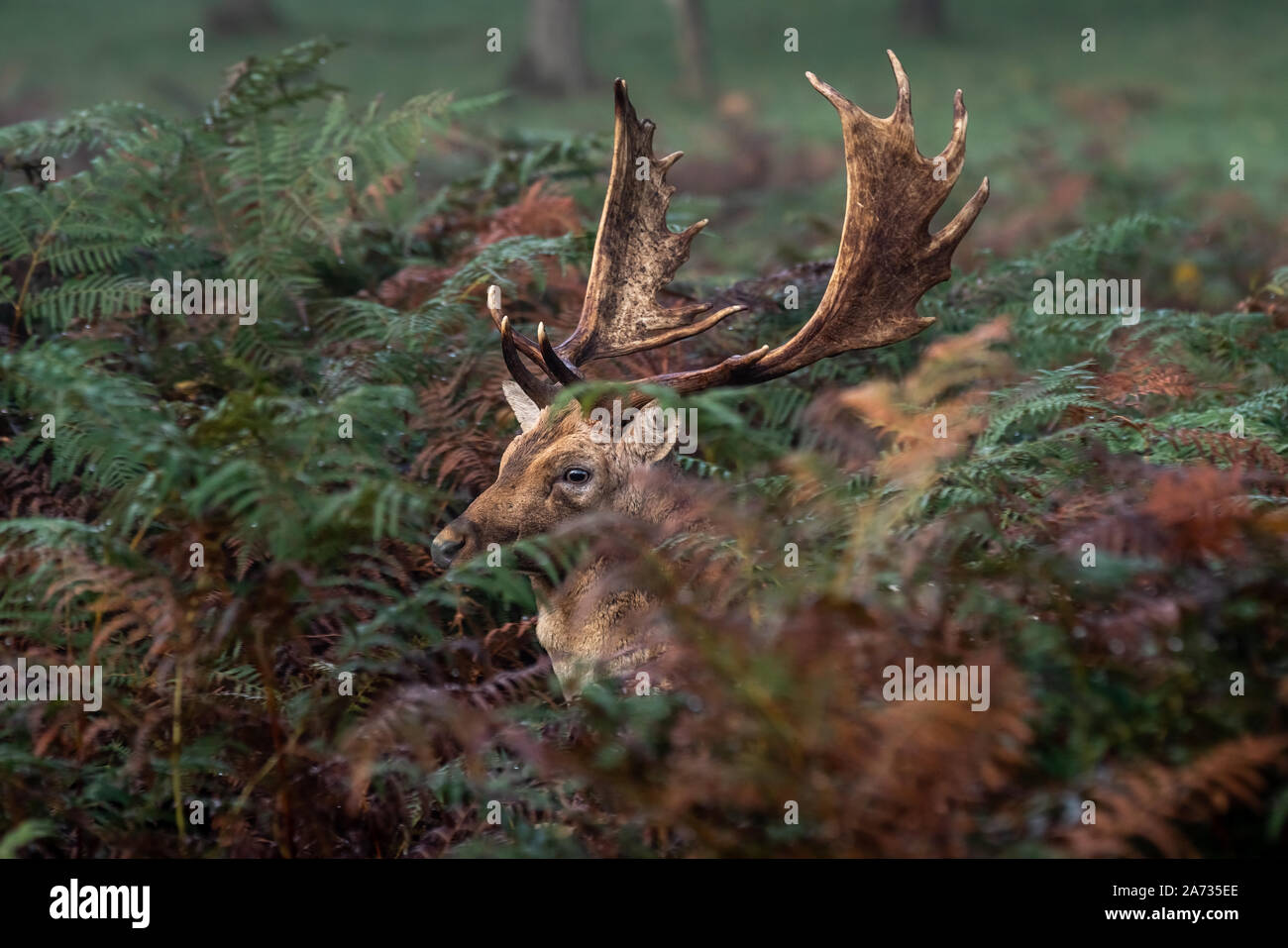 Londres, Royaume-Uni. 27 Oct 2019. Tôt le matin les chevreuils se promener dans le parc de Richmond, où plus de 600 cerfs errent librement. Crédit : Guy Josse/Alamy Live News Banque D'Images