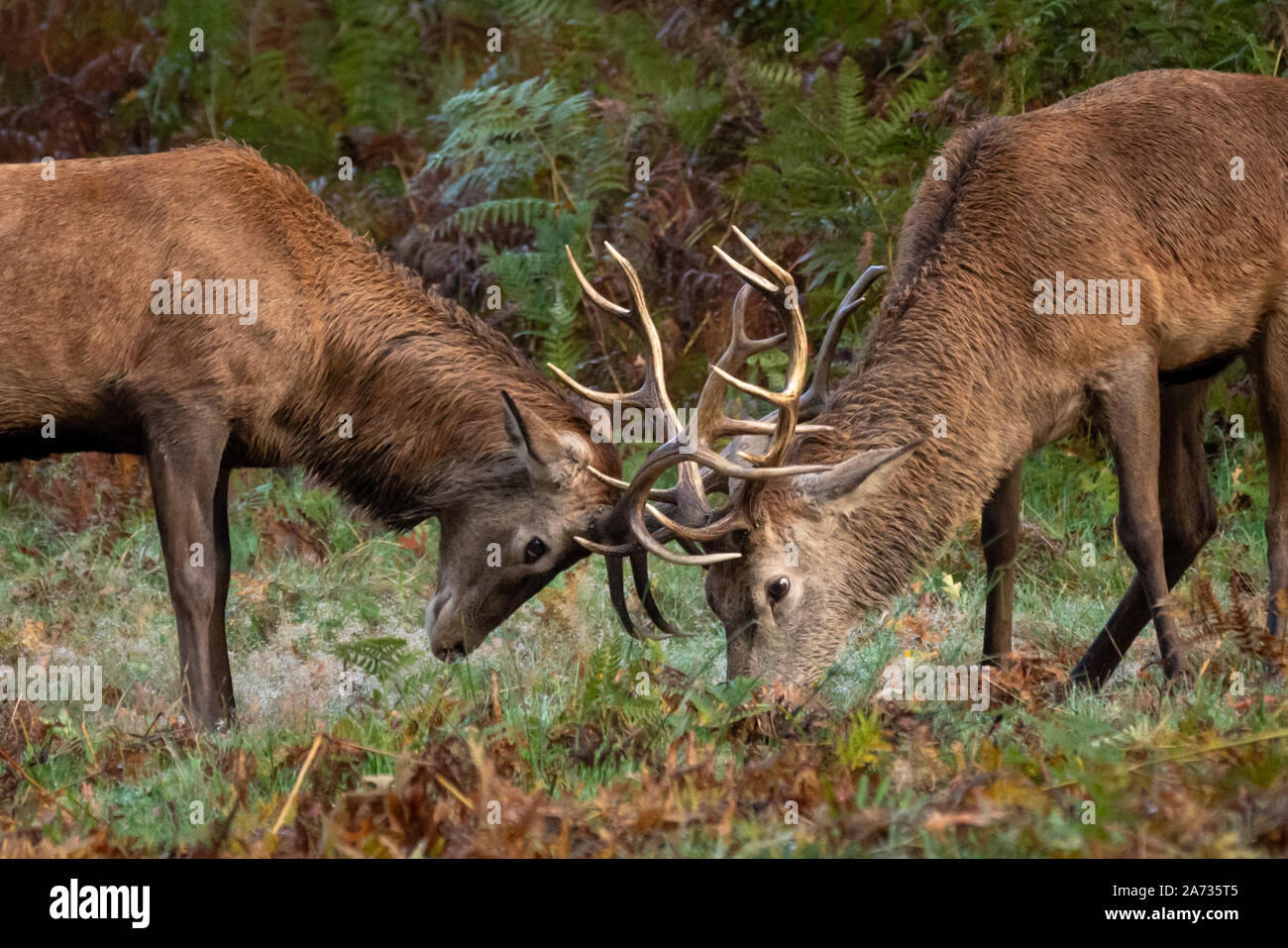 Londres, Royaume-Uni. 27 Oct 2019. Red Deer stag bataille pour l'accouplement de l'homme en rut commence à Richmond Park, où plus de 600 cerfs errent librement. Au cours de t Banque D'Images