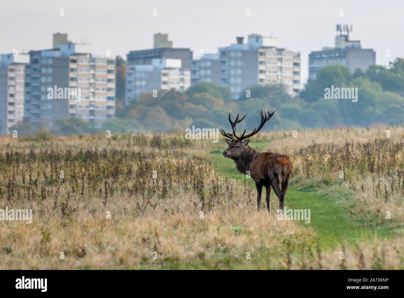 Londres, Royaume-Uni. 27 Oct 2019. Tôt le matin les chevreuils se promener dans le parc de Richmond, où plus de 600 cerfs errent librement. Crédit : Guy Josse/Alamy Live News Banque D'Images