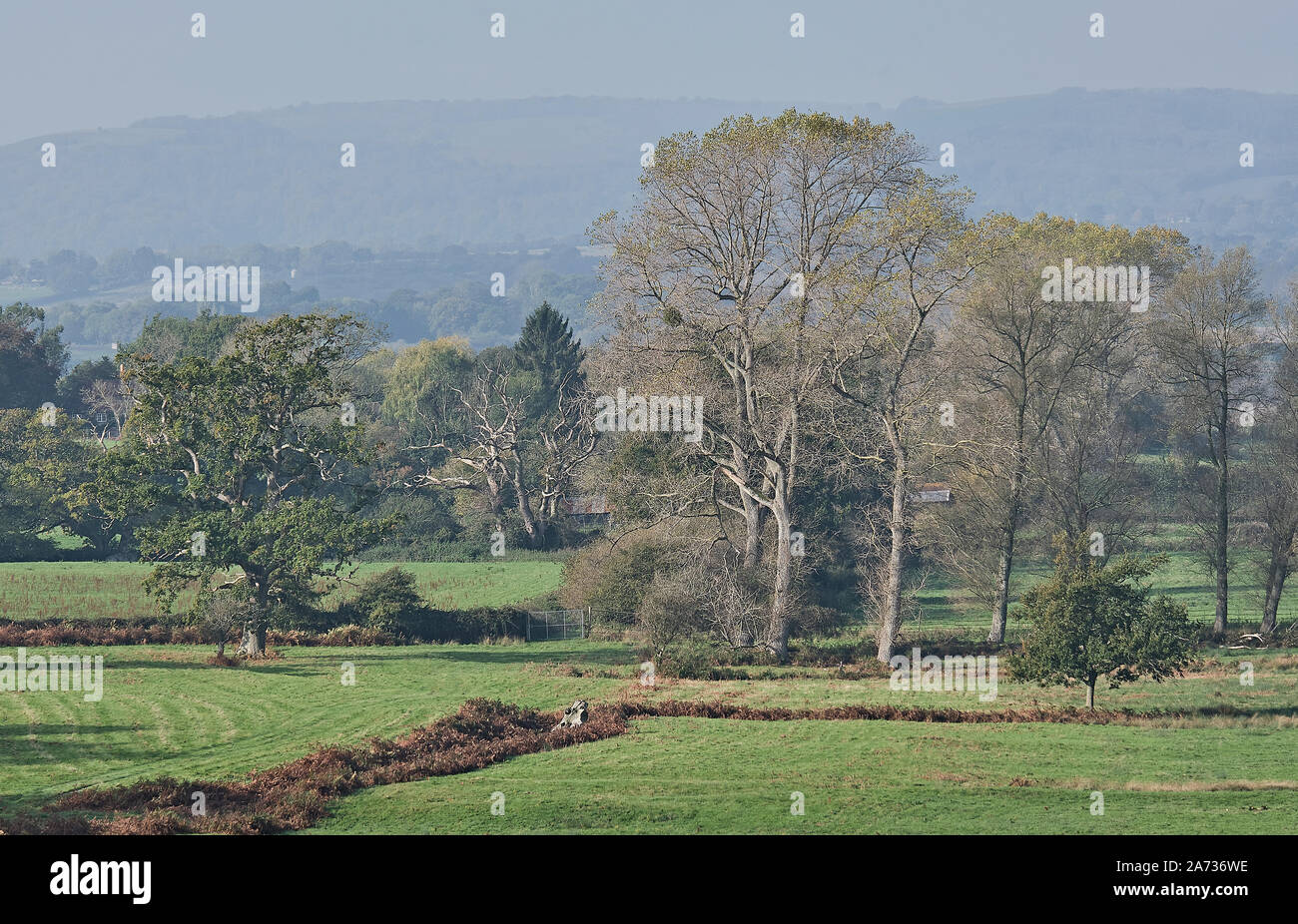 Automne sur rural meadows de Parham Park pour les South Downs Banque D'Images Automne sur rural meadows de Parham Park pour les South Downs Banque D'Images