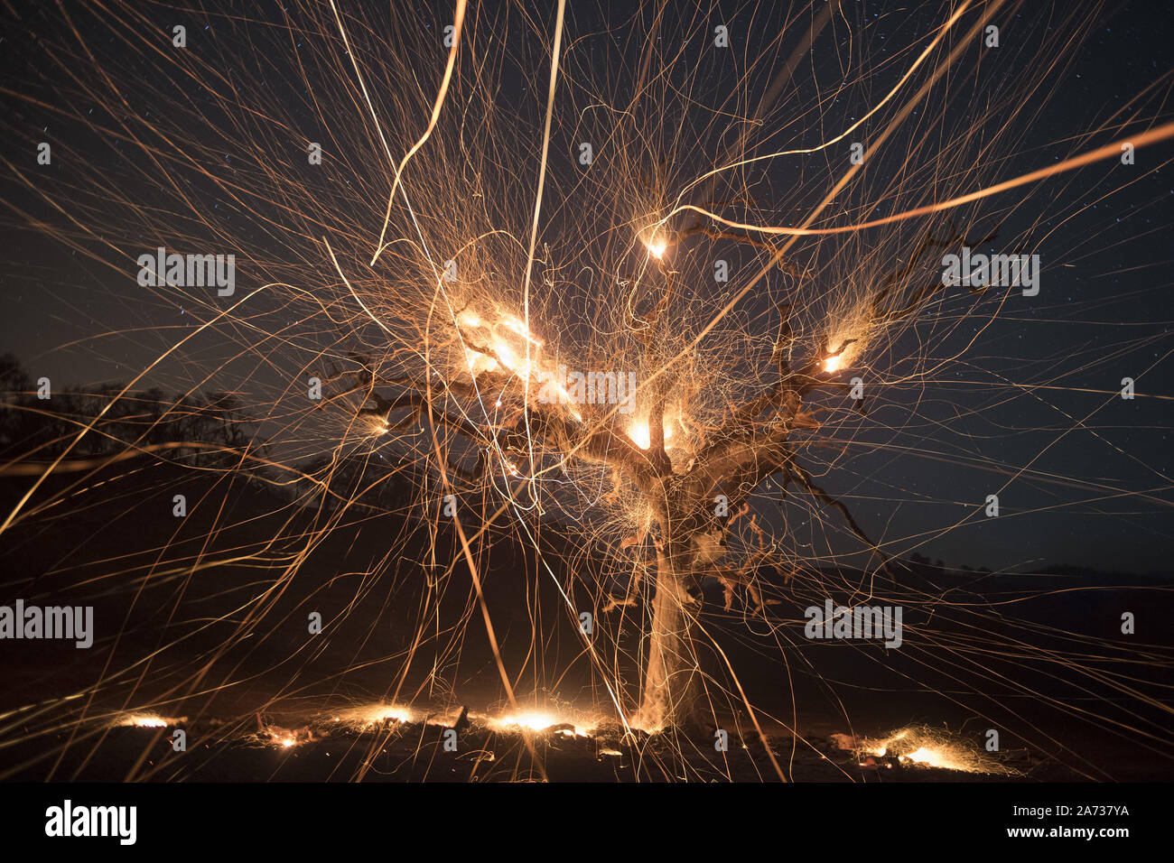 Healdsburg, United States. 30Th Oct, 2019. Un arbre brûlé envoie dans les braises de vent Harper fire le long de la route 128 dans le Comté de Sonoma, en Californie, le Mardi, Octobre 29, 2019. Les feux sont la combustion dans le Nord que dans le sud de la Californie. Photo par Terry Schmitt/UPI UPI : Crédit/Alamy Live News Banque D'Images