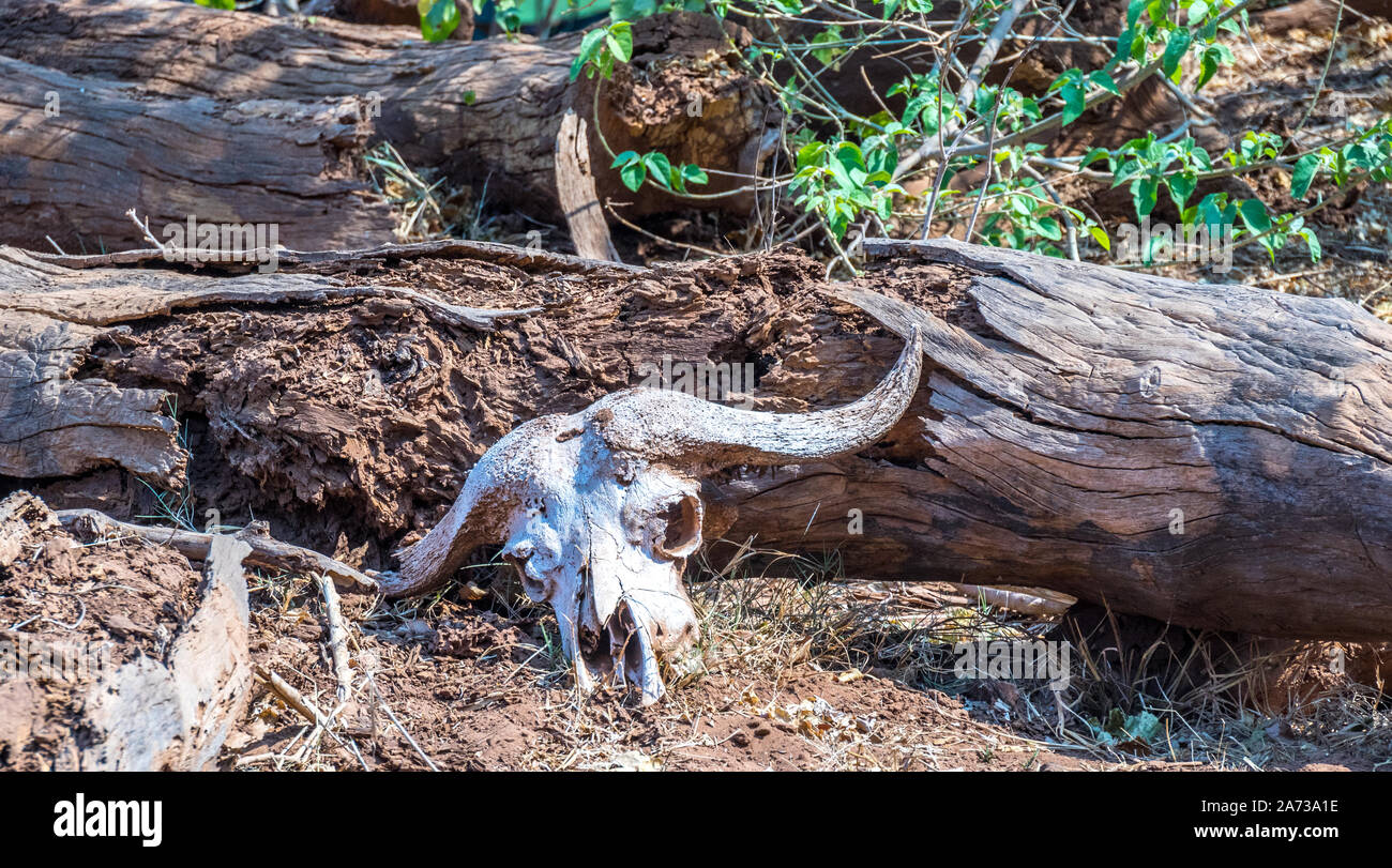 Crâne de buffle africain et les cornes blanchies par le soleil blanc isolés contre un tronc d'arbre tombé en format horizontal de l'image Banque D'Images