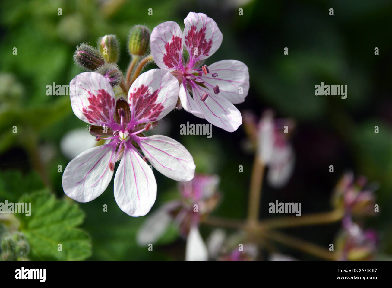 Blanc/Rose Géranium, Pélargonium, Erodium Fleurs cultivées à la maison Alpine au RHS Garden Harlow Carr, Harrogate, Yorkshire. En Angleterre, Royaume-Uni, Banque D'Images