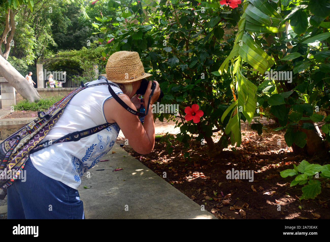 Femme à faire des photos de fleurs dans le jardin à l'S'Hort del Rei (Jardins du Roi) Royal Palais de la Almudaina à Palma, Majorque, Espagne, l'Union européenne. Banque D'Images