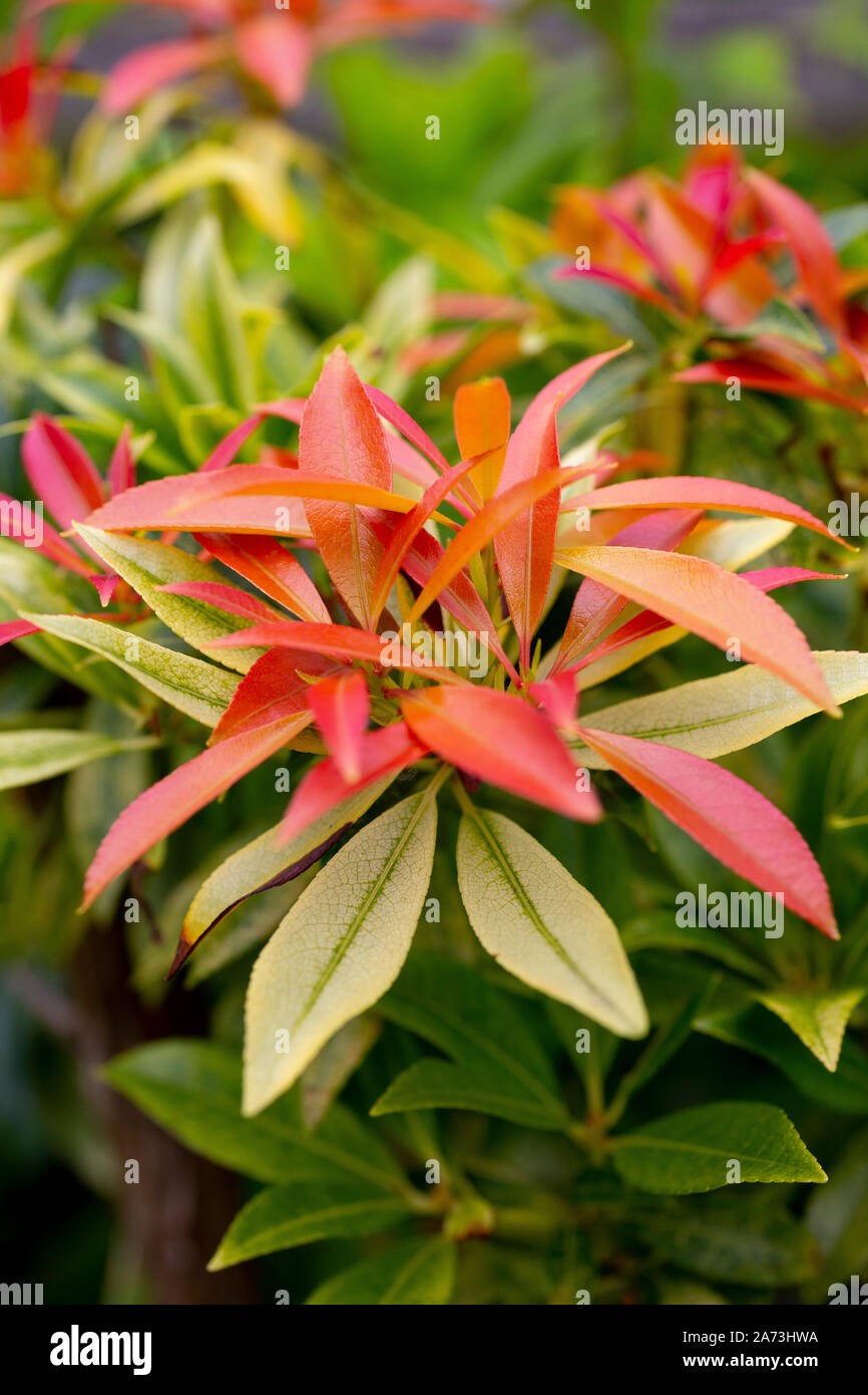 Pieris 'Flaming Silver' Banque D'Images