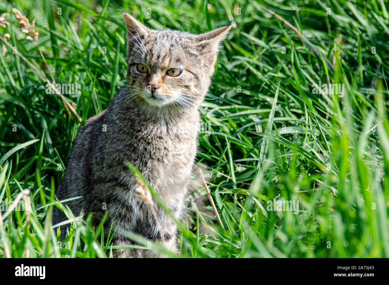 Le chat sauvage écossais est une population européenne de chat sauvage en Écosse.chat sauvage écossais au bord de l'extinction, Banque D'Images
