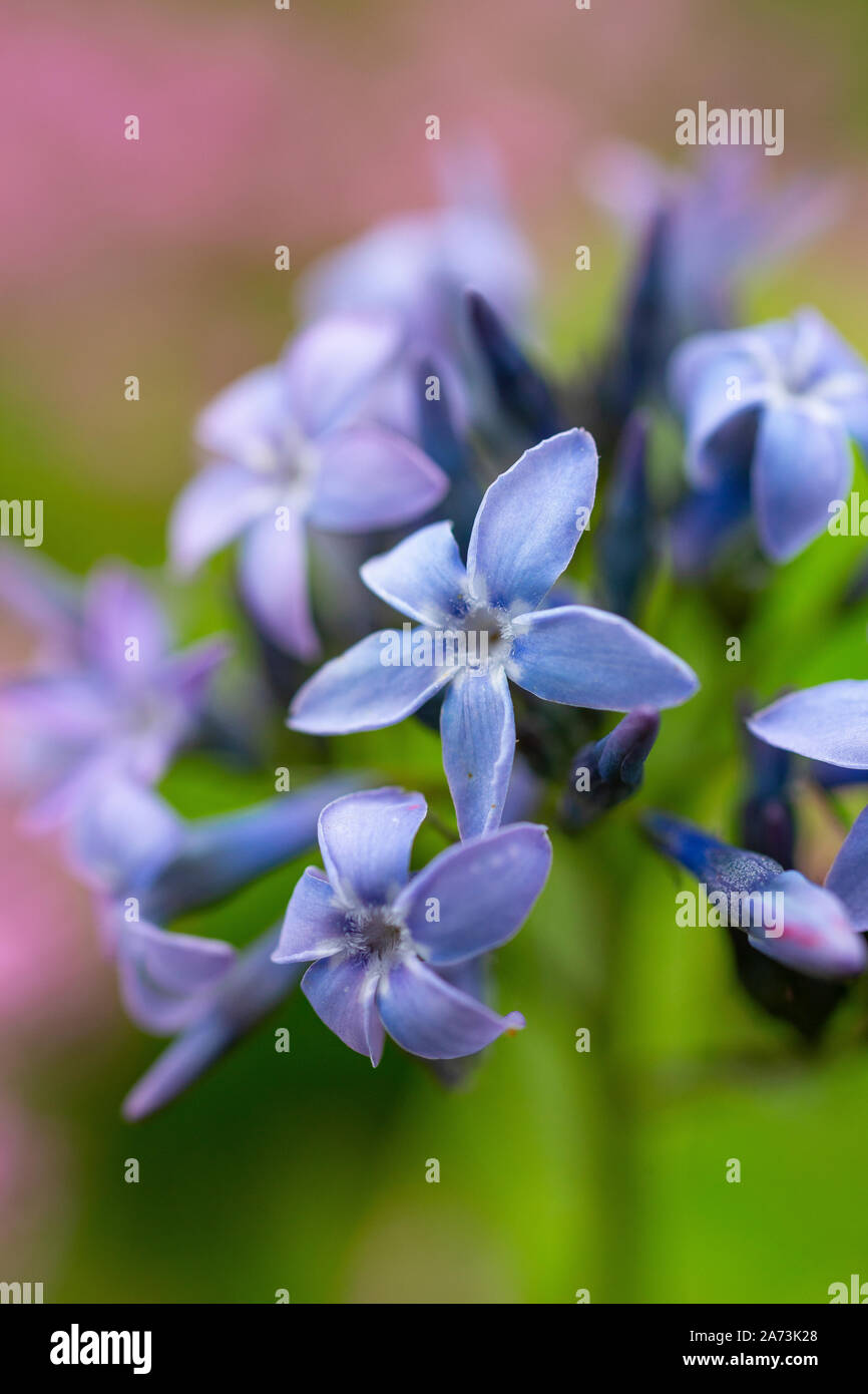 Amsonia tabernaemontana var. salicifolia Banque D'Images