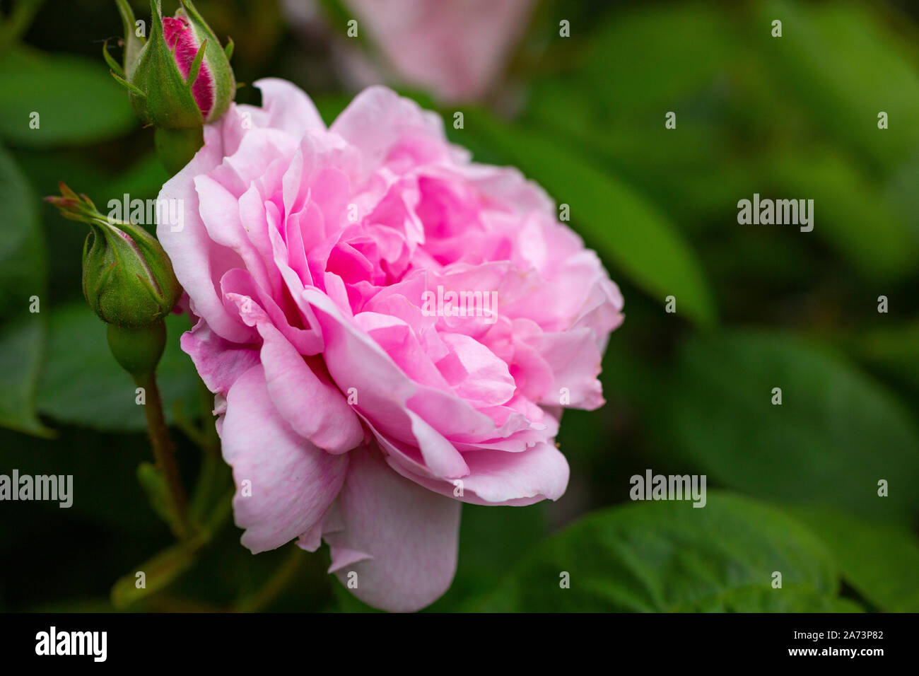 Rosa 'Fantin-Latour' Banque D'Images