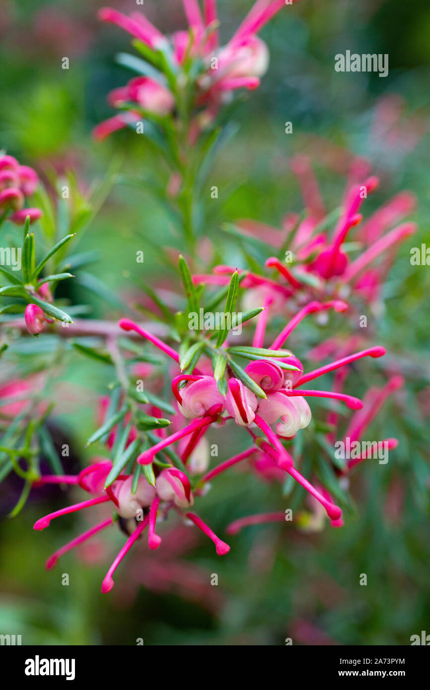 Grevillea rosmarinifolia 'Jenkinsii' Banque D'Images Grevillea rosmarinifolia 'Jenkinsii' Banque D'Images