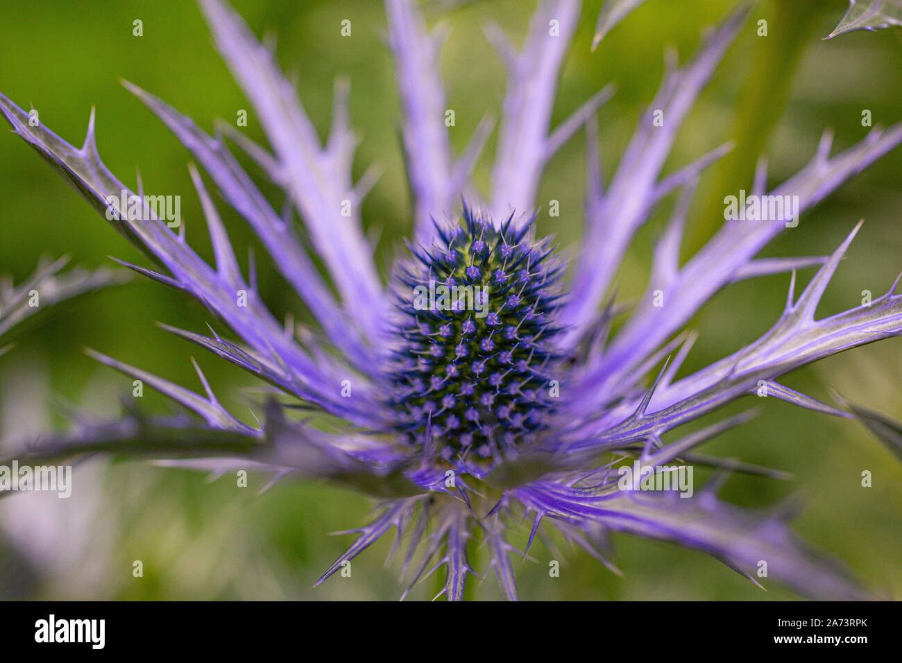 Eryngium x zabelii 'Big Blue' Banque D'Images