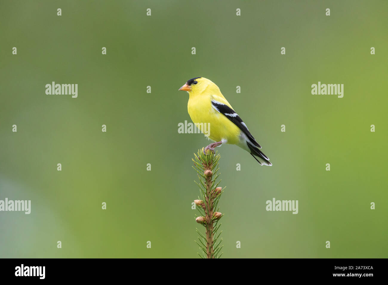 Chardonneret jaune mâle perché sur le haut d'une épinette blanche. Banque D'Images