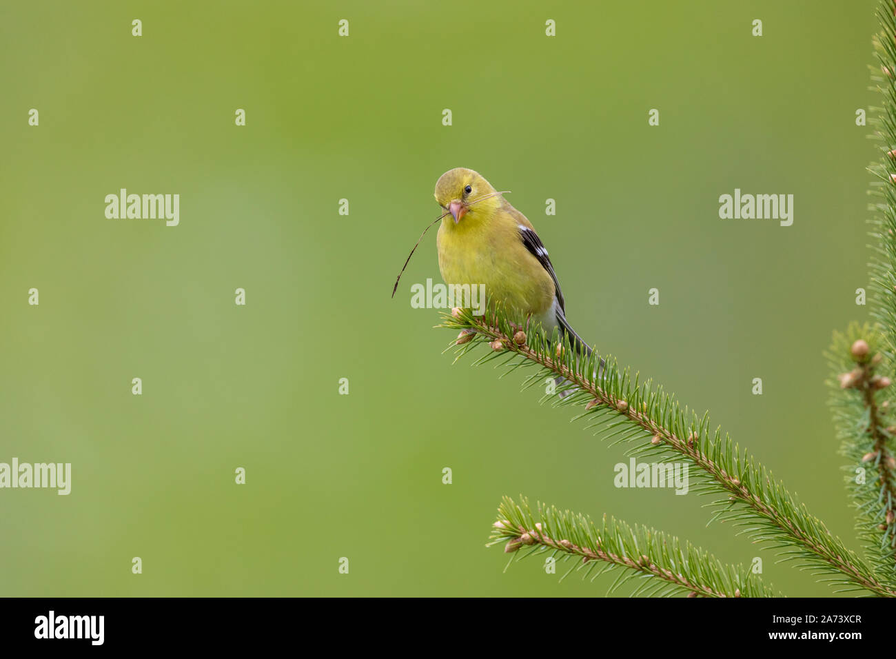 Chardonneret jaune femme tenant une aiguille de pin dans son bec. Banque D'Images