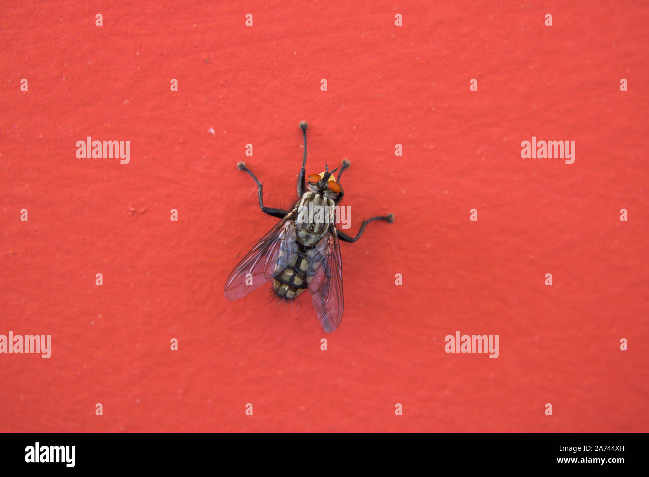 Près d'une mouche à la photographie sur un fond rouge Banque D'Images
